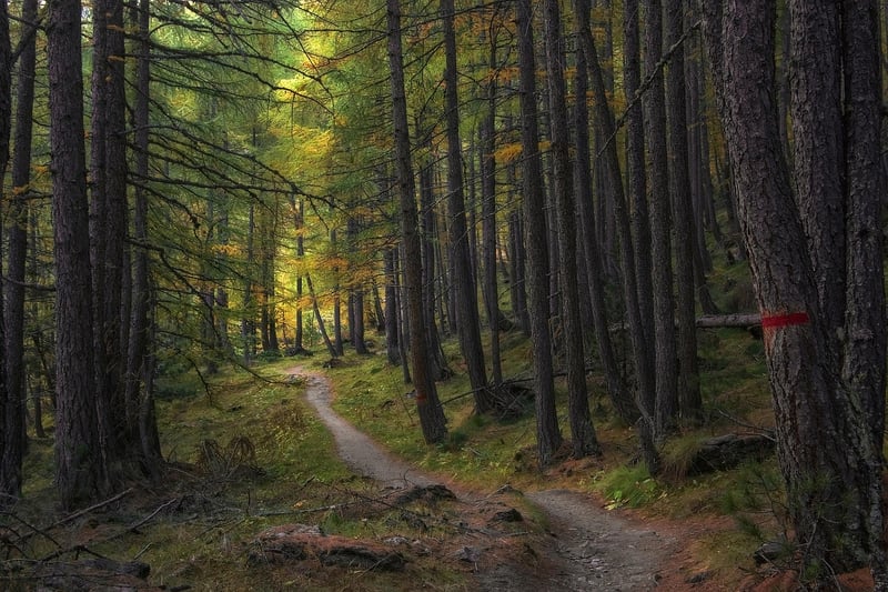 Forest Trails