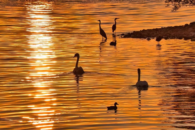Sun Salutations